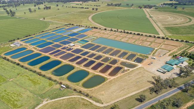 Murray Cod Australia ponds near Griffith.