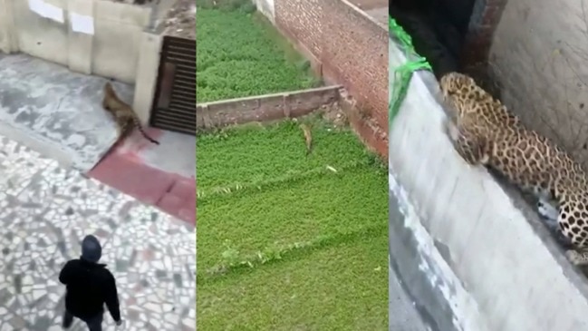 The moment a leopard rampages through an Indian city