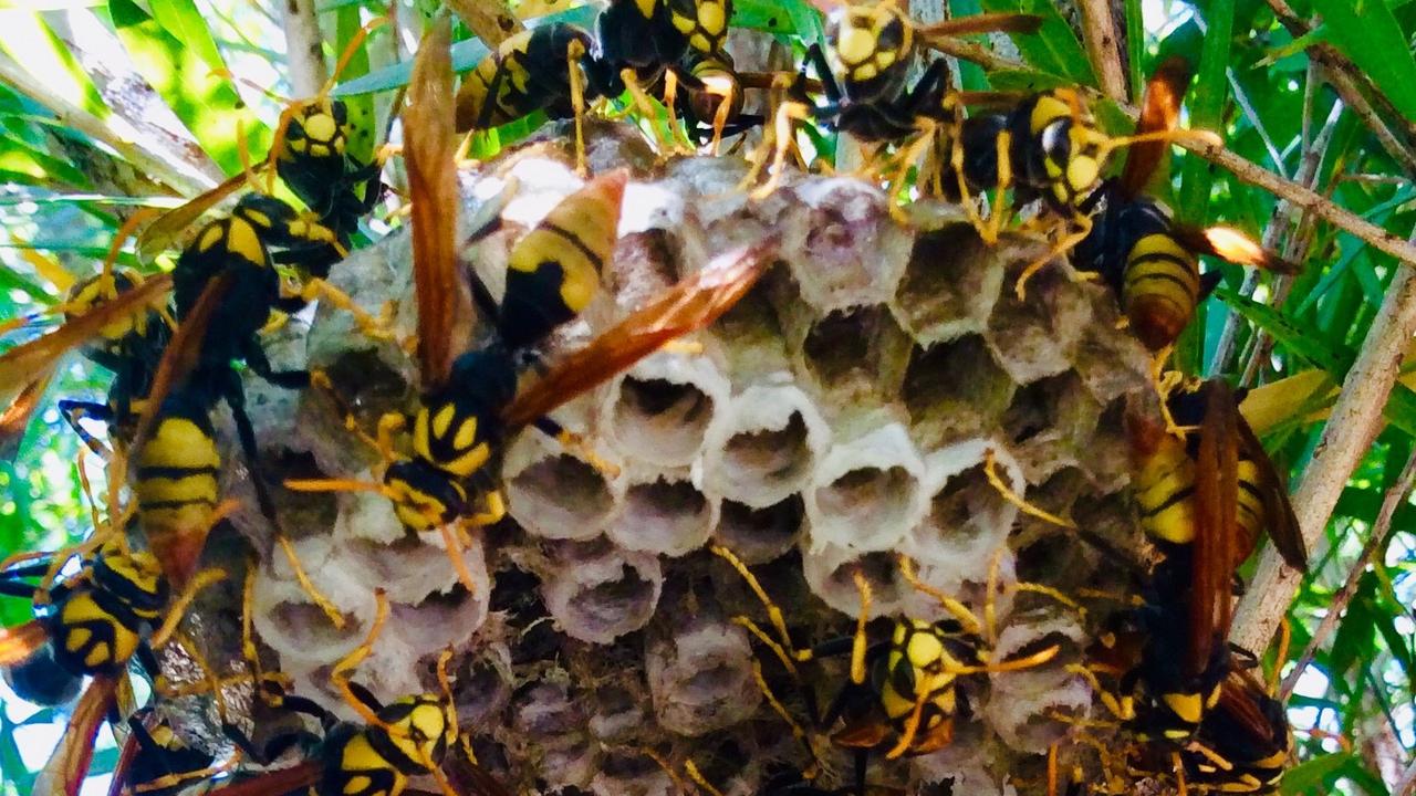 A brave schoolgirl has been nominated for an everyday hero award after she jumped into a Queensland river to rescue her peers from a swarm of wasps. Picture: Stella Jeppesen/FILE