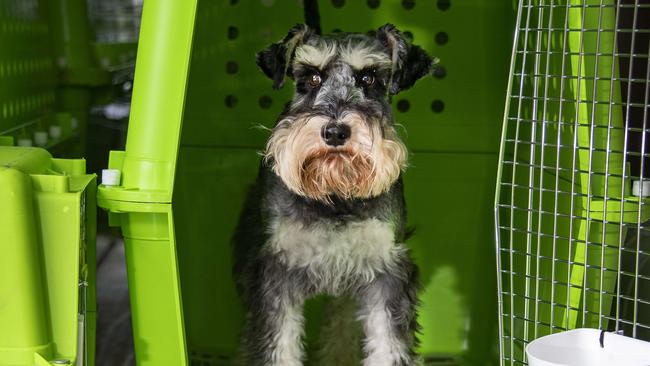 Pets on Planes - Archie the mini Schnauzer at home in a 'Dogtainer' - a pet transport business run by Darren Alcorn. Picture: Brian Cassey