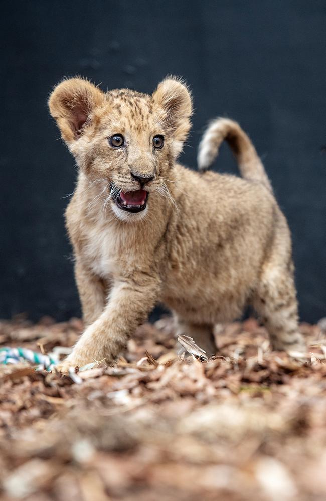 Darling Downs Zoo announces birth of Queensland’s only lion cub, Caesar ...