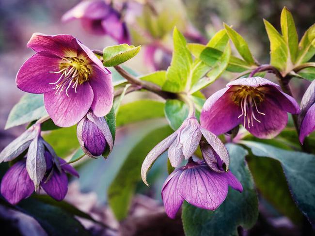 EP4YXC EP4YXC purple hellebore flower