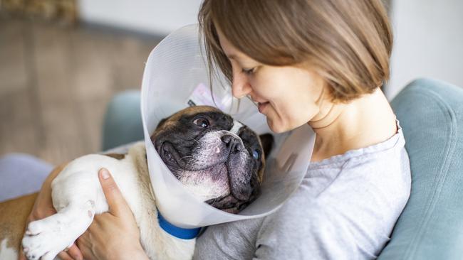 Senior dog with Elizabethan collar; pet insurance veterinary bills generic