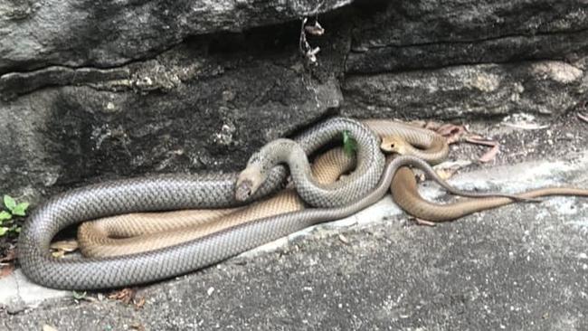 Two brown snakes were removed from a property at Redbank Plains on October 19. Picture: N &amp; S Snake Catcher