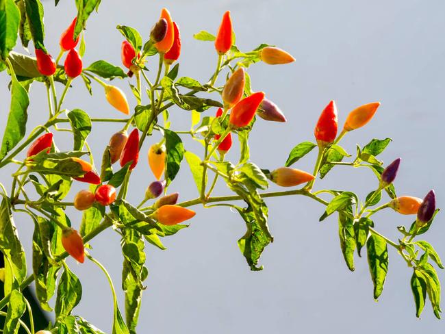 HT69EK HT69EK Chilli pepper "Numex Twilight" an edible and attractive plant growing outdoors.