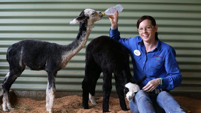 Sharna Wetherall with baby alpacas at Paradise Country, one of the Coast’s major employers. Picture: Adam Head