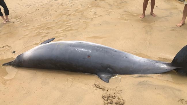 Three rare beaked whales became stranded on Port Macquarie shores on Wednesday afternoon, at which time ORRCA and NPWS attended the scene to retrieve the bodies. Picture: NPWS