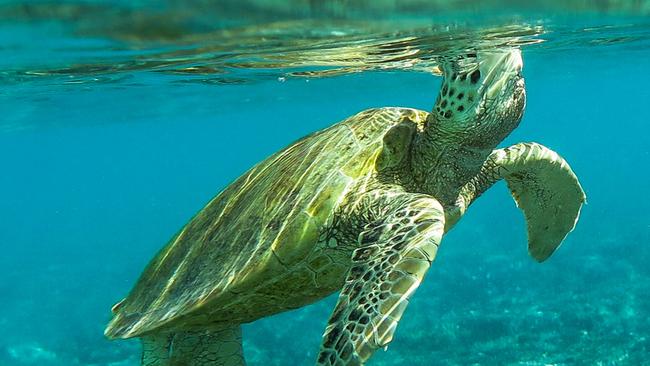 Great Sandy Marine Park, Hervey Bay: Men fined for taking turtles and ...