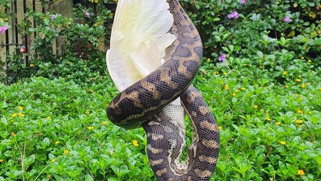 Bird feeders can attract birds, and birds attract snakes. Photo: Sunshine Coast Snake Catchers 24/7.