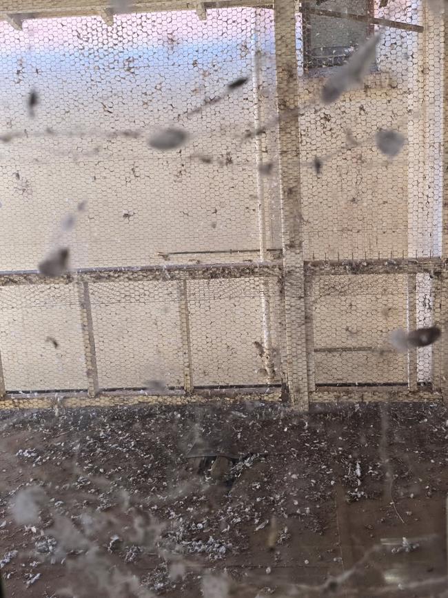 Parts of the veranda are also heavily covered in pigeon faeces. Supplied.