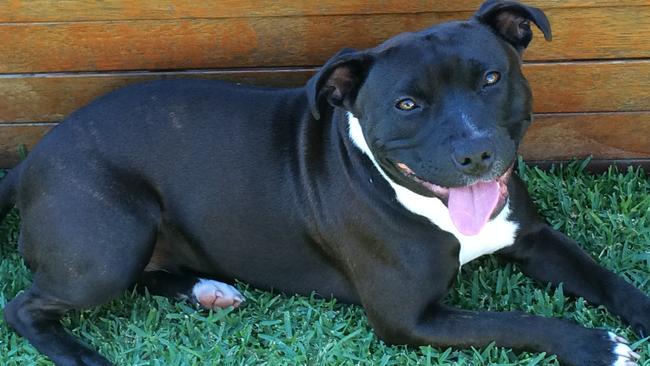 Cassie Stubbs' dog Bonnie who died after being bitten by a tiger snake.