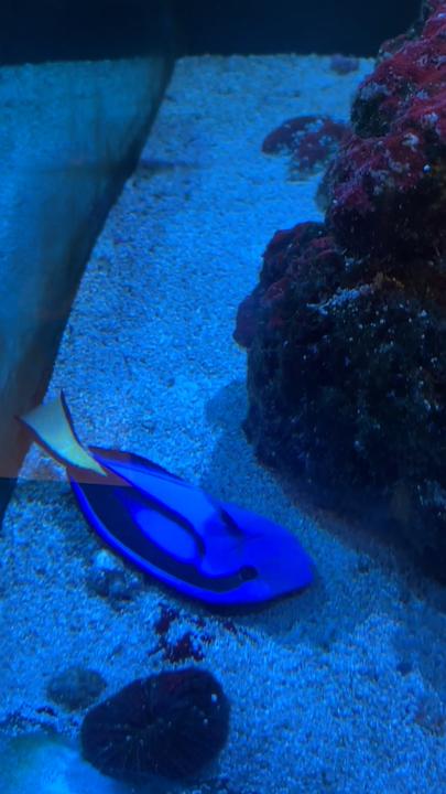 Fish worries visitors after it’s spotted playing dead in aquarium