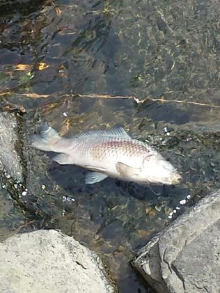 The fish kill has sparked serious concerns. Picture: Submitted