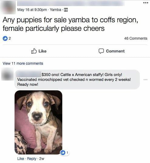 how old are puppies when you can sell them