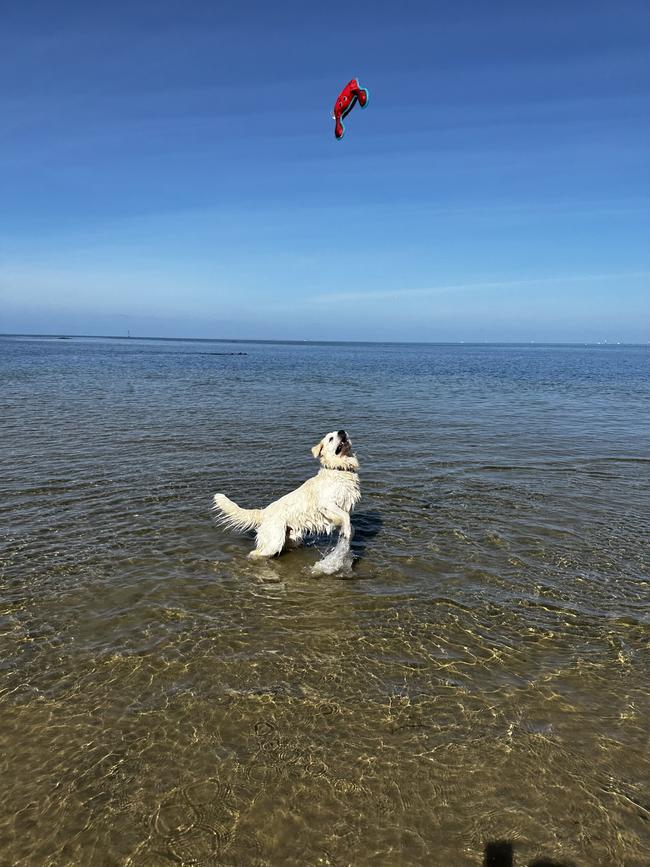 Henry cooling down at Beaumaris Beach. Picture: Andrea Weir, Cheltenham.