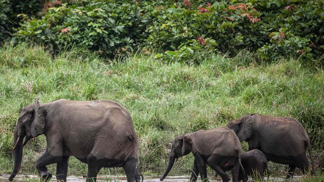 Forest elephants in Gabon’s Ivindo National Park. Picture: AFP