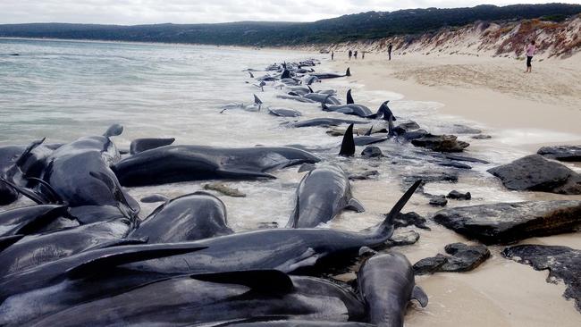 More than 150 short-finned pilot whales have stranded en masse at Hamelin Bay, 10km north of Augusta early this morning.Around 75 whales have died after beaching themselves. Parks and Wildlife Service staff are onsite and veterinary assistance has been organised to assess the health and wellbeing of the remaining live whales - 50 of which are on the beach and 25 which are in the shallows. Support and equipment is being rushed to the scene to assist the rescue attempt to return the surviving whales to deeper water.  Credit: Parks and Wildlife Service.