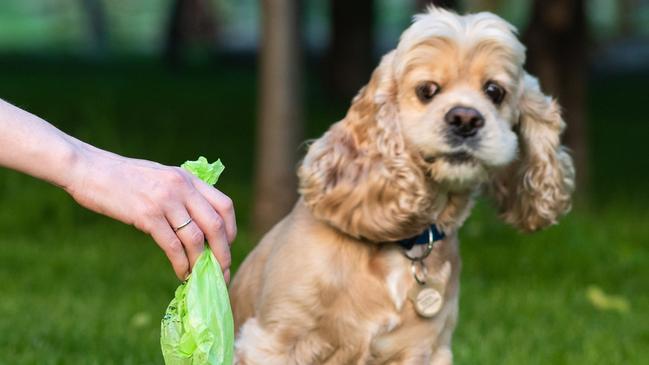 Dog poo bag istock image.