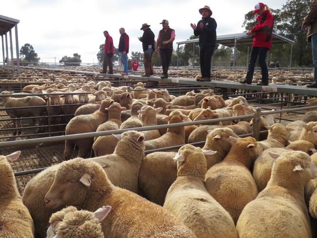 Sheep on sale at the Griffith sale yard this week. Picture: Mark Flagg