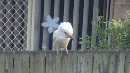 A white kookaburra photographed at Carina Heights.