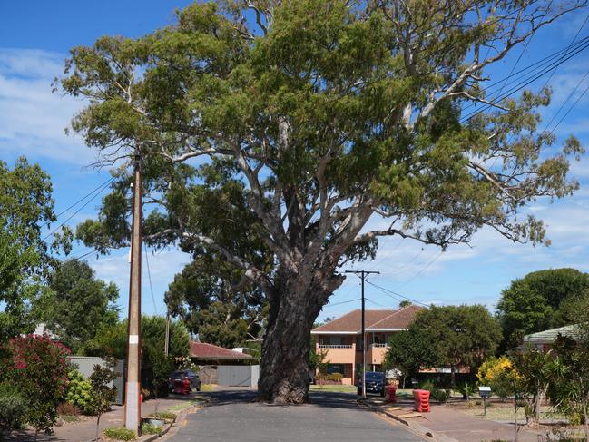 An iconic centuries old river red gum in AdelaideÃs east is on the decline, with the community fearing for its health and council investigating. 15 December 2024. Picture: Dean Martin