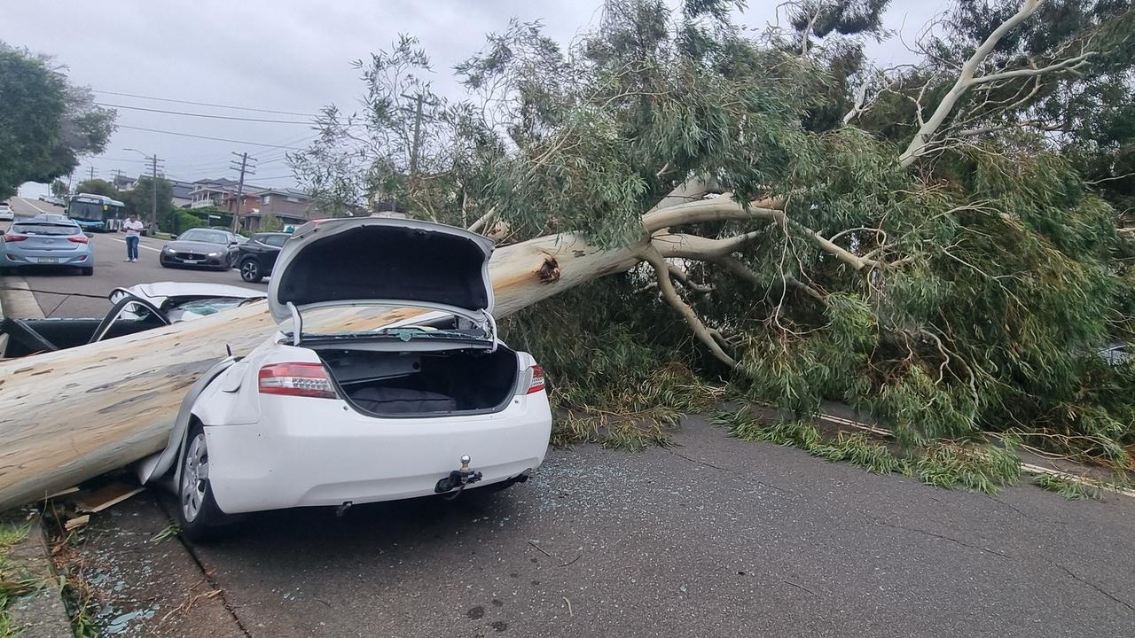 Wild winds, falling trees wreak havoc across Sydney