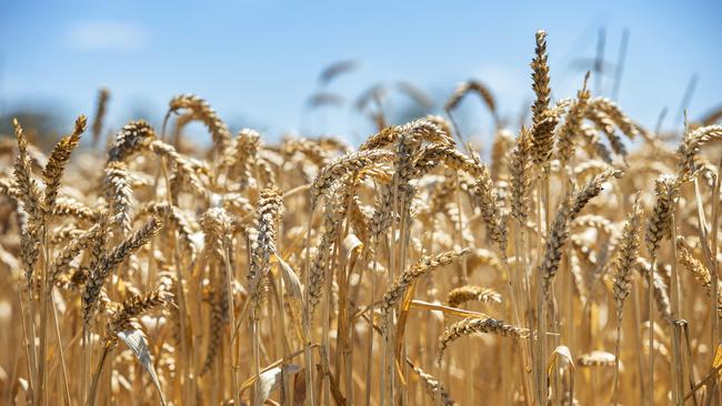 POSITIVE SIGNS: With reasonable moisture supply across cropping regions of NSW, confidence is rising for a another bumper year ahead, NSW Farmers’ chair Matthew Madden says. PICTURE: ZOE PHILLIPS