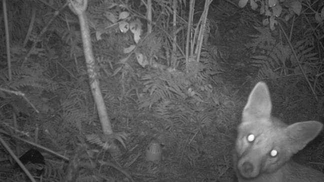 Fox caught on camera that killed 26 penguins