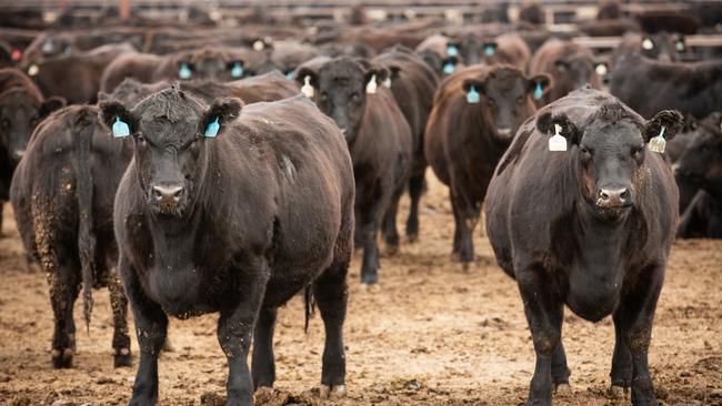 Wagyu cattle in JHW Paterson &amp; Son's Hell's Gate feedlot near Balranald. Picture: Supplied