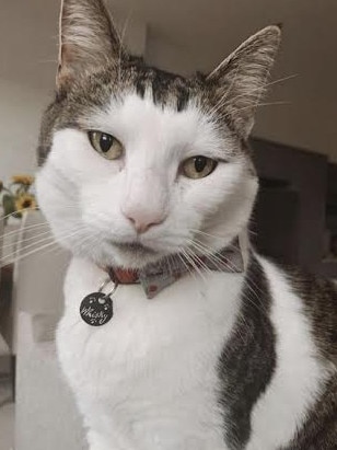 Whisky's owner Emily Dee has paid tribute to her beloved cat after he died in the Royal Exchange Hotel fire in Marrickville. Source: Instagram