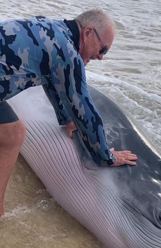 Peter Benzie posted to the K’gari four-wheel driving page on Thursday with the caption “helping to push baby whale back into the ocean, hopefully it makes it”.