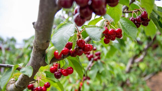 Cherries are sitting at about $20/kg at major supermarkets. Picture: Linda Higginson