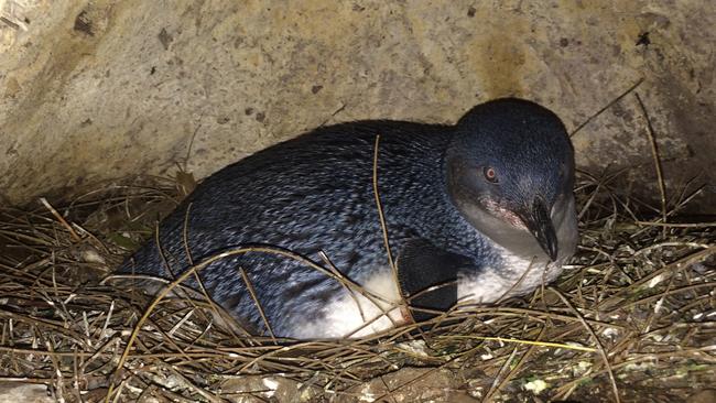 Wildlife rangers will patrol beaches at Low Head after the discovery of 13 dead little penguins, believed to have been killed by dogs.