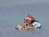 Wild scenes at Syd beach after shark sighting