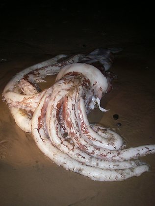 Tas Giant Squid