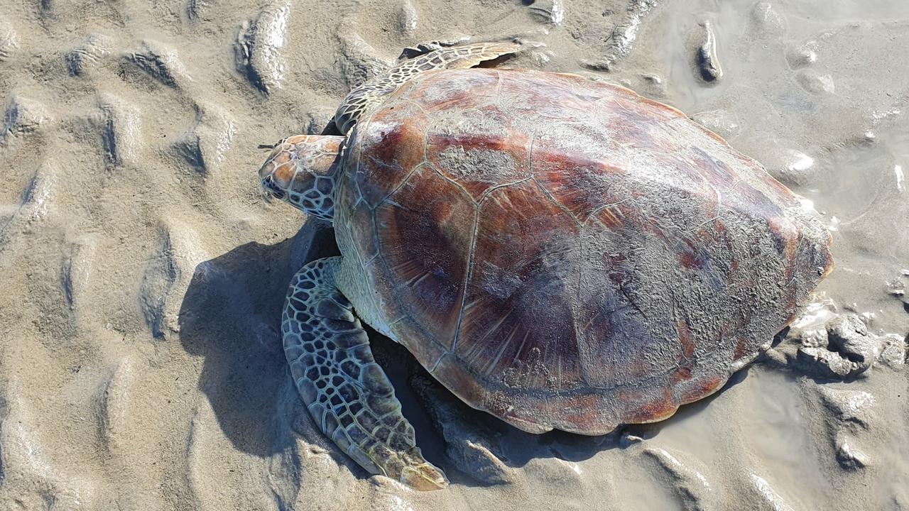 Pictures of turtles at Tannum Sands provided by CQ Turtles volunteer. Picture: Ian Anderson