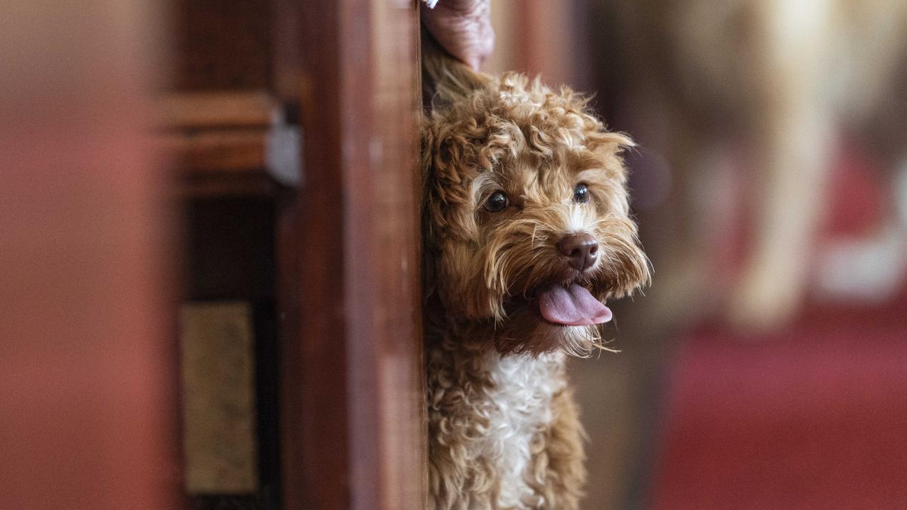 Blessing of the Pets at All Saints Anglican Church, Saturday, October 12, 2024. Picture: Kevin Farmer