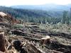 State forester delivers massive $1.3bn loss