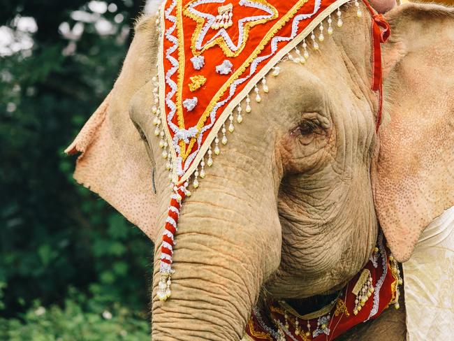 Elephants in Luang Prabang, Laos. Picture: Melissa Findley/Helloworld