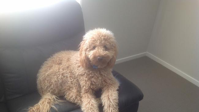 Taya and Tim Tracey from Wangaratta sent in this picture of their labradoodle Sam. They described Sam as “lovable but slightly neurotic”.