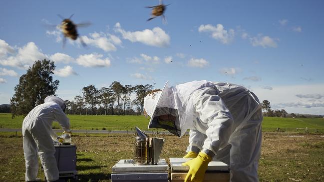Some Victorian beekeepers are bracing for varroa mite infestations, with some prepared to walk away from their businesses. Picture: Nick Cubbin