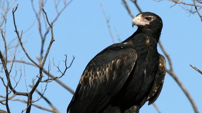 Wedge-tailed eagles are Australia’s largest bird of prey.