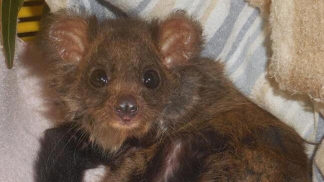 The greater glider is listed as endangered under the Environment Protection and Biodiversity Conservation Act.