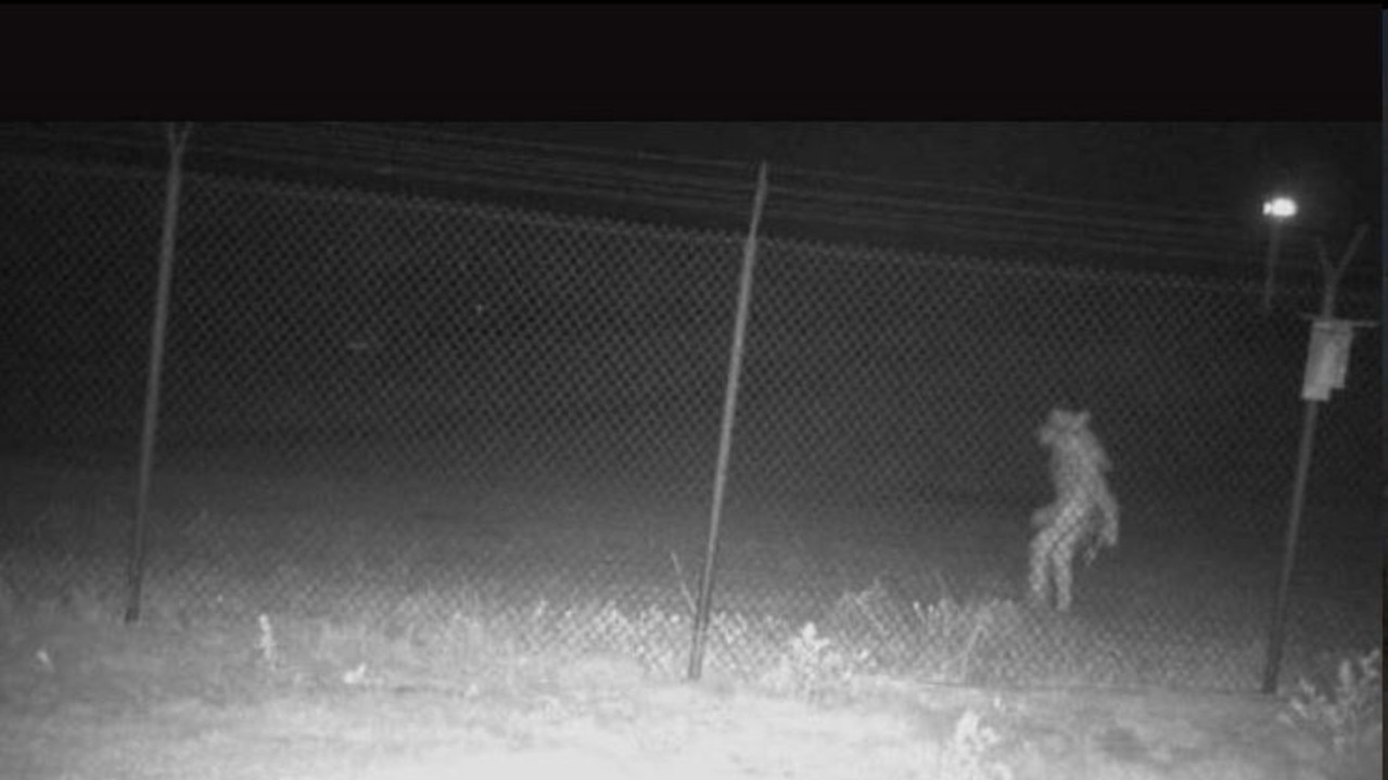 The creature of the night was spotted outside the zoo's fence on May 21 at around 1.30am. Picture: Facebook/City of Amarillo, Texas.