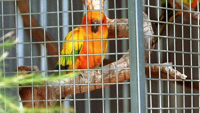 A magistrate has torn feathers off a druggie after her “birdbrained” idea to try and hide a large ice stash in an aviary fell foul of the law.