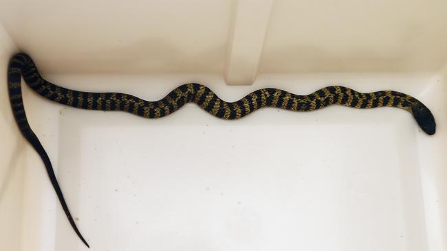 A one-year-old tiger snake, whose venom can still be as deadly as a fully grown adult.