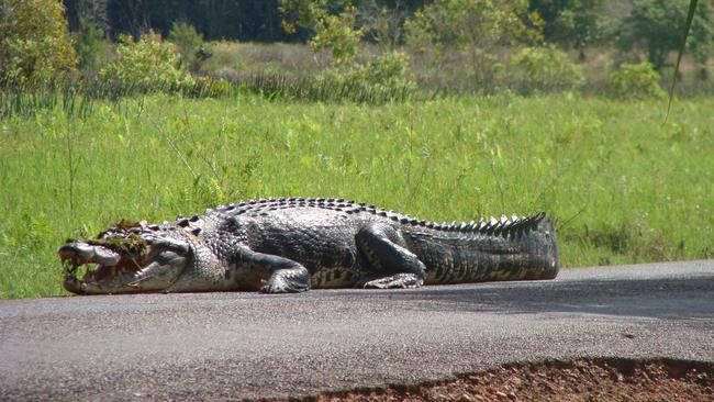 Fogg Dam crocodile. Pic taken June 29, by Grahame Evans who was visiting from Caves Beach in NSW. Sent in by his daughter (Tracy Johns in Rosebery).