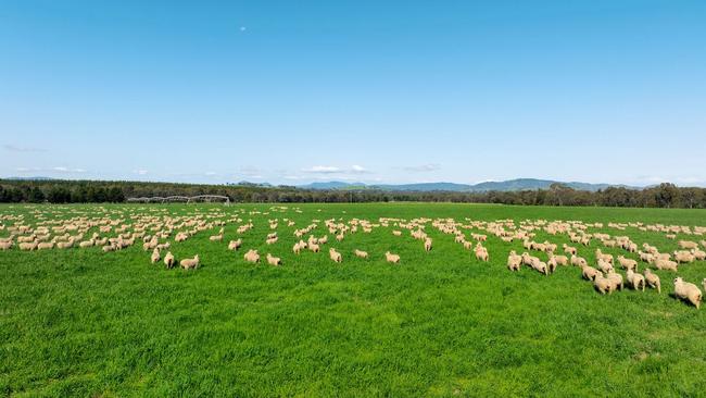 Prime lamb and cattle have also been carried across the Maryvale Aggregation.