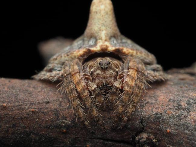 Three new undescribed spider species were discovered during research expedition in Australia's alpine region. Picture: Joseph Schubert.