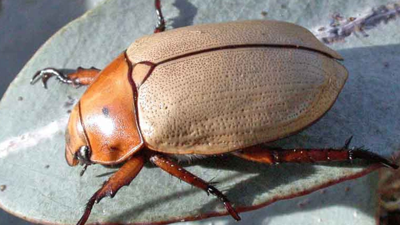 Anoplognathus macleayi, it is a common belief that Darwin is home to Christmas beetles.